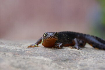 Alpine newt Ichthyosaura alpestris Amphibian Orange Belly