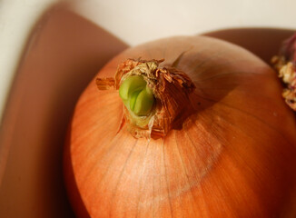 Close-up view of onion sprout
