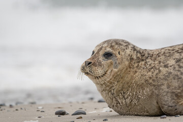 The harbor seal (Phoca vitulina) in Helgoland, Germany