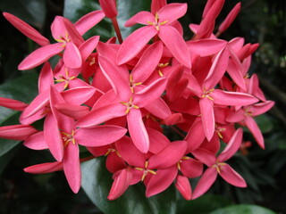 Pink Ixora in the garden