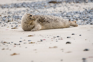 The harbor seal (Phoca vitulina) in Helgoland, Germany