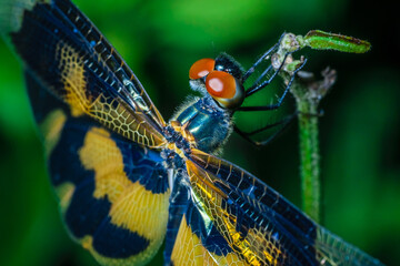 A macro shot of a dragonfly with selective focusing on its head wings and legs. Green background