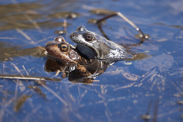 Water frog Pelophylax and Bufo Bufo in mountain lake with beautiful reflection of eyes Spring Mating