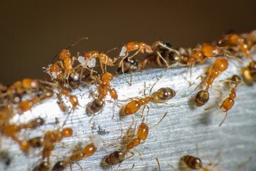 Group of pharaoh ants roaming around for food
