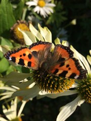 Monarch butterfly on white echinacea flower