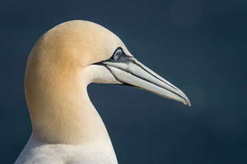 Lovely detail picture of the Northern gannets on the german Helgoland island in Nord sea