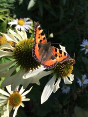 Monarch butterfly on white echinacea flower
