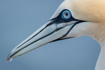 Lovely detail picture of the Northern gannets on the german Helgoland island in Nord sea
