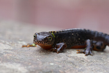 Alpine newt Ichthyosaura alpestris Amphibian Orange Belly