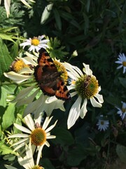 Monarch butterfly on white echinacea flower