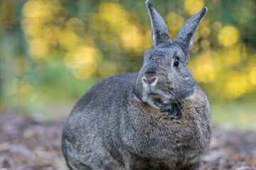 Small gray and white domestic house rabbit in the garden as sun sets and shines through the trees
