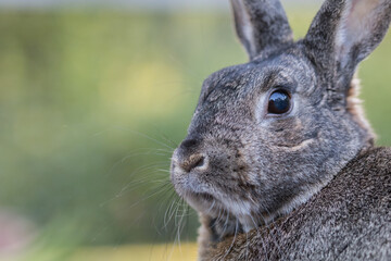 Small gray and white domestic house rabbit side profile  in the garden 