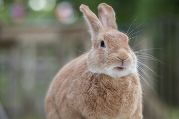Rufus Rabbit profile sitting on the deck at dusk in soft beautiful light