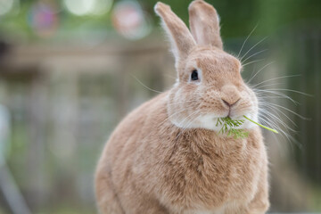 Rufus Rabbit eating a fresh sprig of carrot leaf on the deck at dusk in soft beautiful light