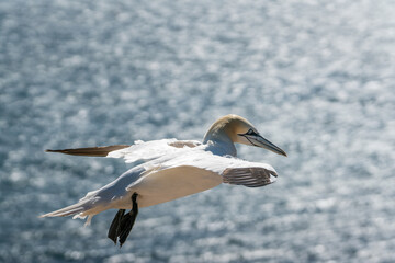 Lovely detail picture of the Northern gannets on the german Helgoland island in Nord sea