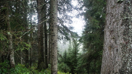 Bosques Suizos