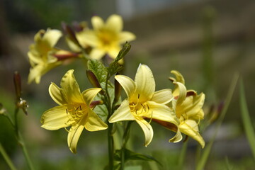 Obraz premium Saint Petersburg Russia. June 13 2016. Yellow garden lilies in the sunlight. Close-up