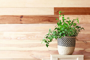 Green houseplant on table against wooden background