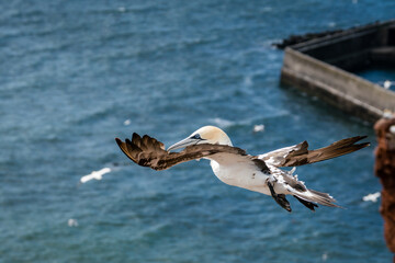 Lovely detail picture of the Northern gannets on the german Helgoland island in Nord sea