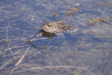 Water frog Pelophylax and Bufo Bufo in mountain lake with beautiful reflection of eyes Spring Mating