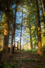 Evergreen trees in deep dense forest, Washington