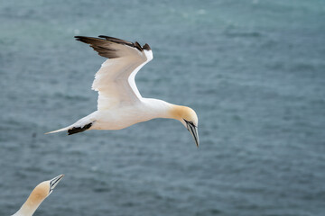 Lovely detail picture of the Northern gannets on the german Helgoland island in Nord sea