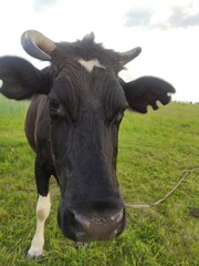 portrait of a cow