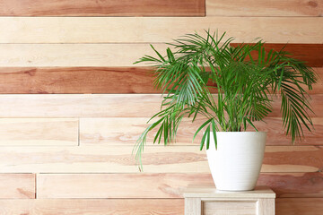 Green houseplant on table against wooden background