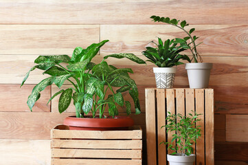 Green houseplants with boxes near wooden wall