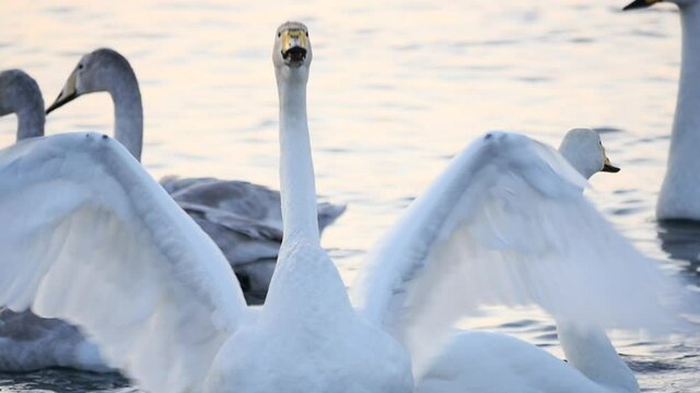 courtship between the wild swans