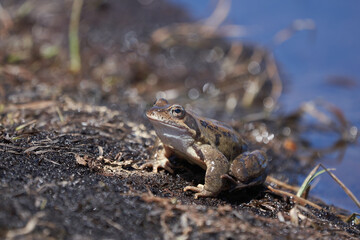 Water frog Pelophylax and Bufo Bufo in mountain lake with beautiful reflection of eyes Spring Mating