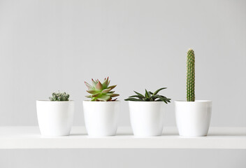 Green houseplants on shelf against grey background