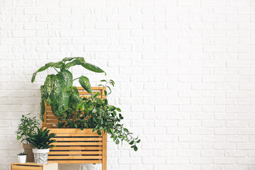 Green houseplants with boxes near white brick wall