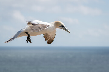 Fototapeta na wymiar Lovely detail picture of the Northern gannets on the german Helgoland island in Nord sea