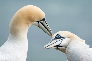 Lovely detail picture of the Northern gannets on the german Helgoland island in Nord sea