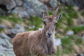Naklejka na ściany i meble the ibex of the Bergamo Alps