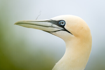Lovely detail picture of the Northern gannets on the german Helgoland island in Nord sea