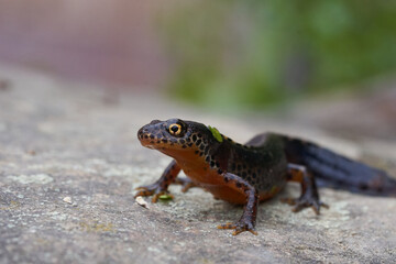 Alpine newt Ichthyosaura alpestris Amphibian Orange Belly