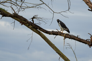 Augur buzzard Couple Buteo augurarge African bird of prey with catch eastern green mamba...
