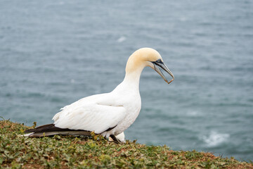 Lovely detail picture of the Northern gannets on the german Helgoland island in Nord sea