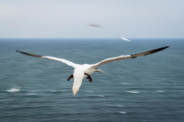 Lovely detail picture of the Northern gannets on the german Helgoland island in Nord sea
