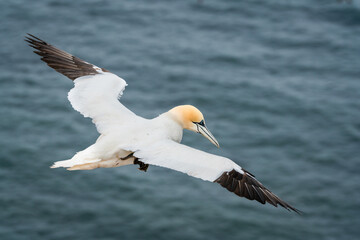Lovely detail picture of the Northern gannets on the german Helgoland island in Nord sea