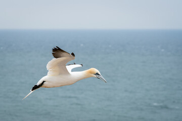 Lovely detail picture of the Northern gannets on the german Helgoland island in Nord sea