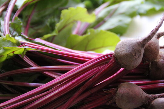 buraki buraczki botwinka warzywa vege jedzenie rolnictwo