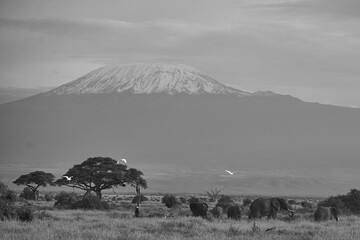 Elephant Group Amboseli - Big Five Safari -Kilimanjaro African bush elephant Loxodonta africana