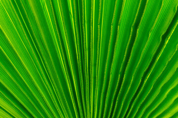 Obraz premium Green leave texture for background