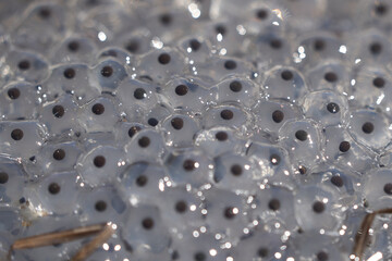 Frog Toad Spawn Texture Macro Bright Mountain Light