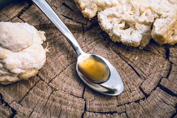 Close up of hericium erinaceus or Lions mane mushroom and spoon with mane oil . © stivog