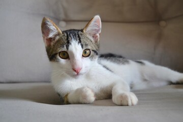 Obraz premium White and grey kitten with yellow eyes