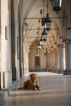 dog in the gallery of the cloth The old city, the center of Krakow, history, architecture. Nova Scotia Duck Tolling Retriever